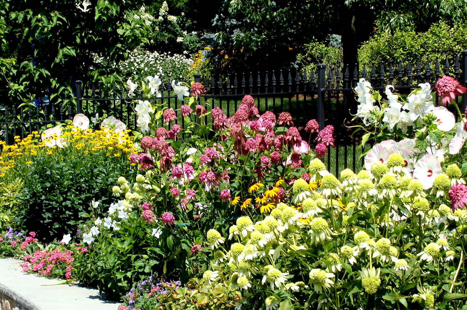 mixed border with smoke bush